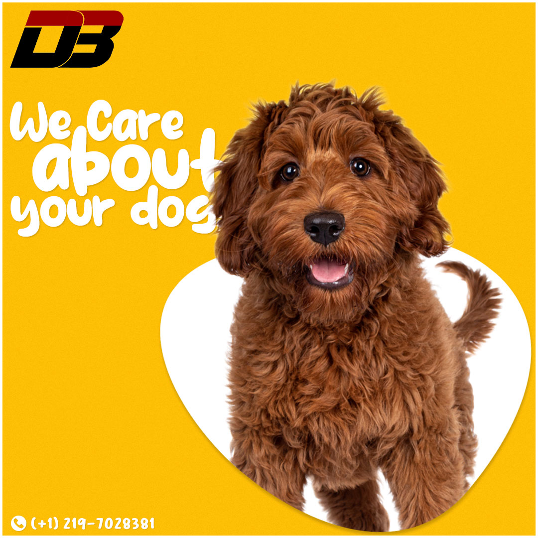 D3 — We Care About Your Dog post